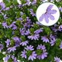 Bild von Scaevola P12 Bleu